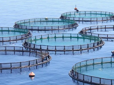 Anaerobic Bio-Stimulant