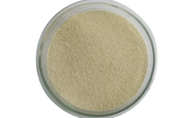 Benzene Degrading Bacteria