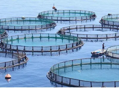 Salt Tolerance Case Study